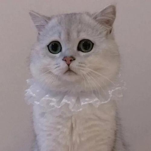 情侣头像可爱一点