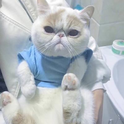 猫咪头像微信图片大全