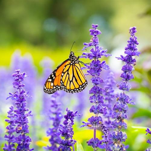 精美微信头像图片