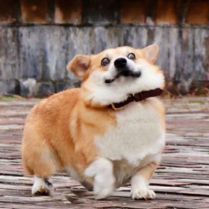 属虎微信头像用什么好