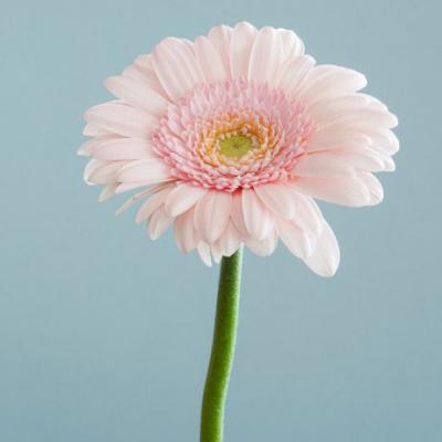 好看的头像加背景一套