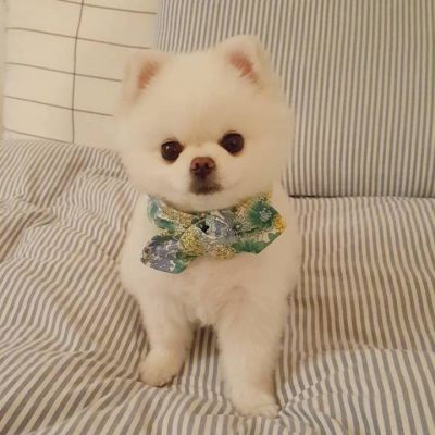 微信头像狗狗高清图片