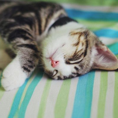动物头像图片 可爱猫咪