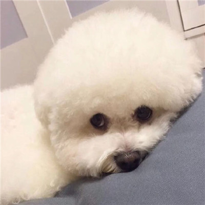 狗狗头像高清
