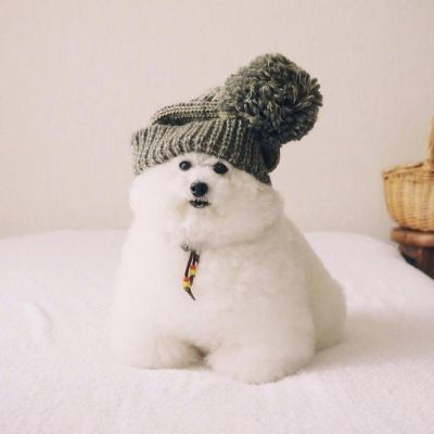 头像狗狗 动物