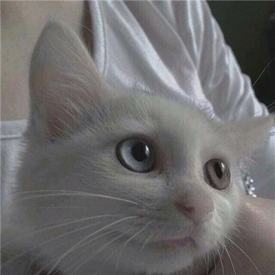 皮卡丘头像可爱