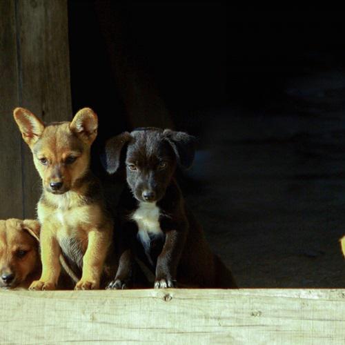 2023年好看的微信头像全家