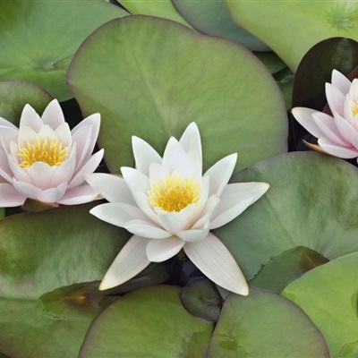 花朵头像高清