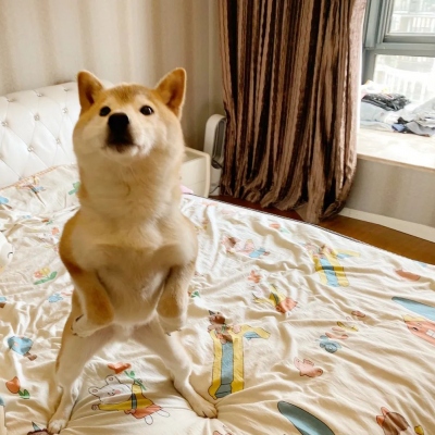 搞怪狗狗头像