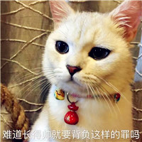 头像搞笑可爱猫