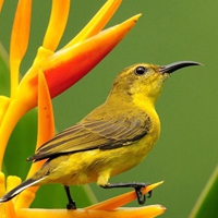 姓崔的个性网名