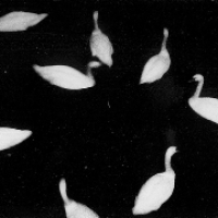 花与隐匿之乌男主头像