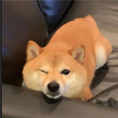 个性头像狗狗