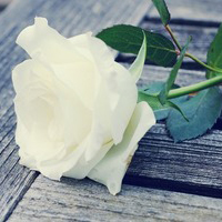 懒洋洋qq头像高清图片