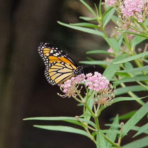 带字母d的英文网名