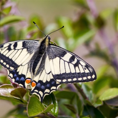 百家姓头像图片大全 微信