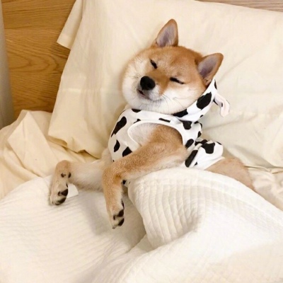 狗狗搞笑头像图片大全
