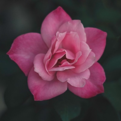 好看的微信头像图片大全