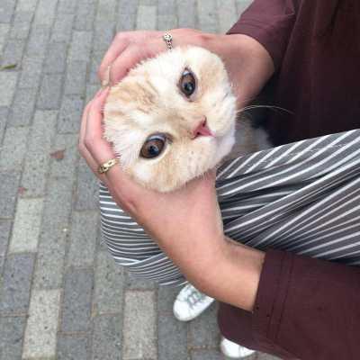 喵小兔情侣头像