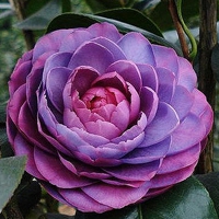 唯美好看的头像