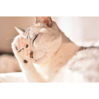 加油头像图片大全卡通