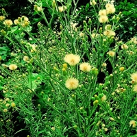 2025年爱国爱党正能量网名精选，彰显时代青年担当