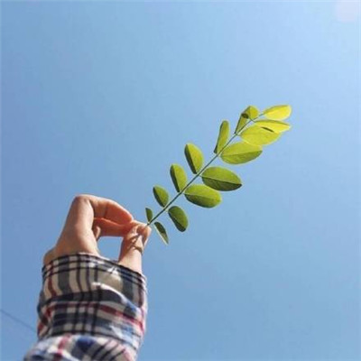 属牛微信头像最吉利