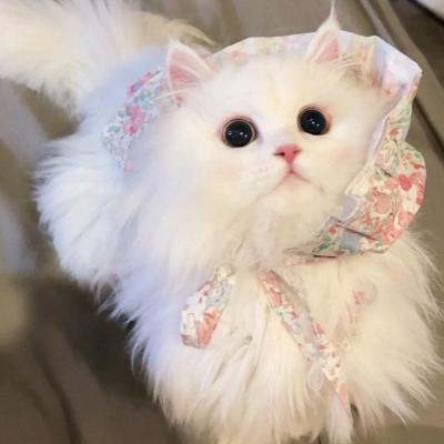 头像虎年可爱男